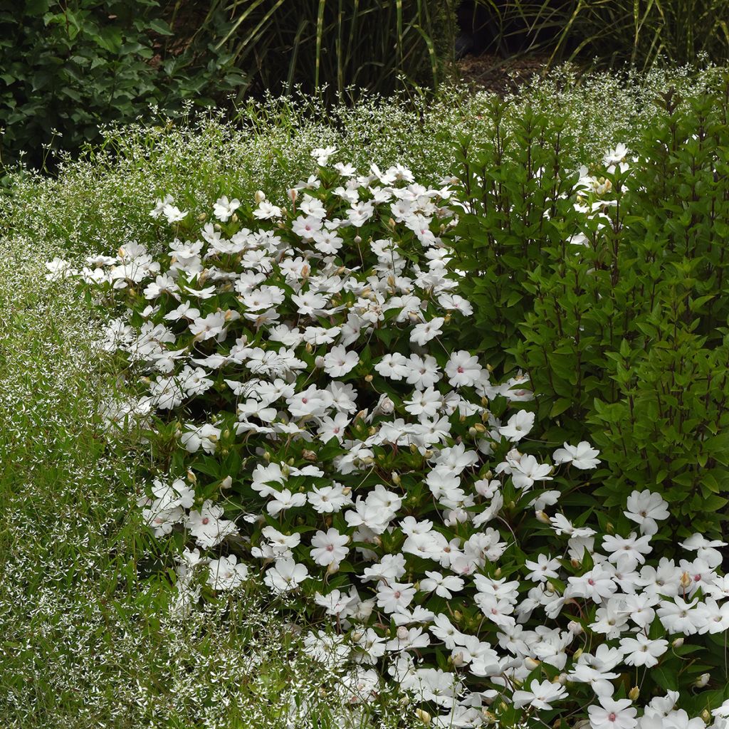 Fleißige Lieschen Solarscape White Pearl (Samen) - Impatiens