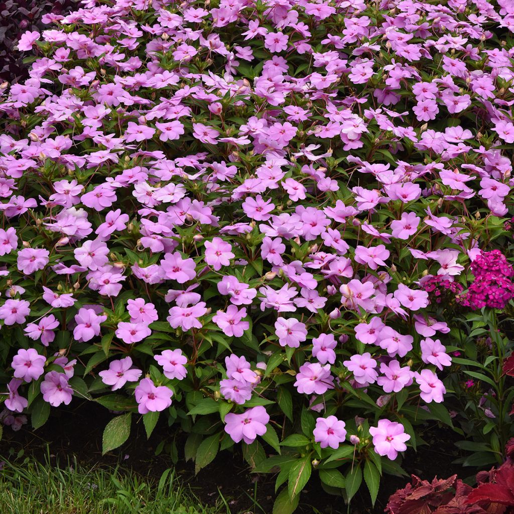 Fleißige Lieschen Solarscape XL Lilac Spark (Samen) - Impatiens