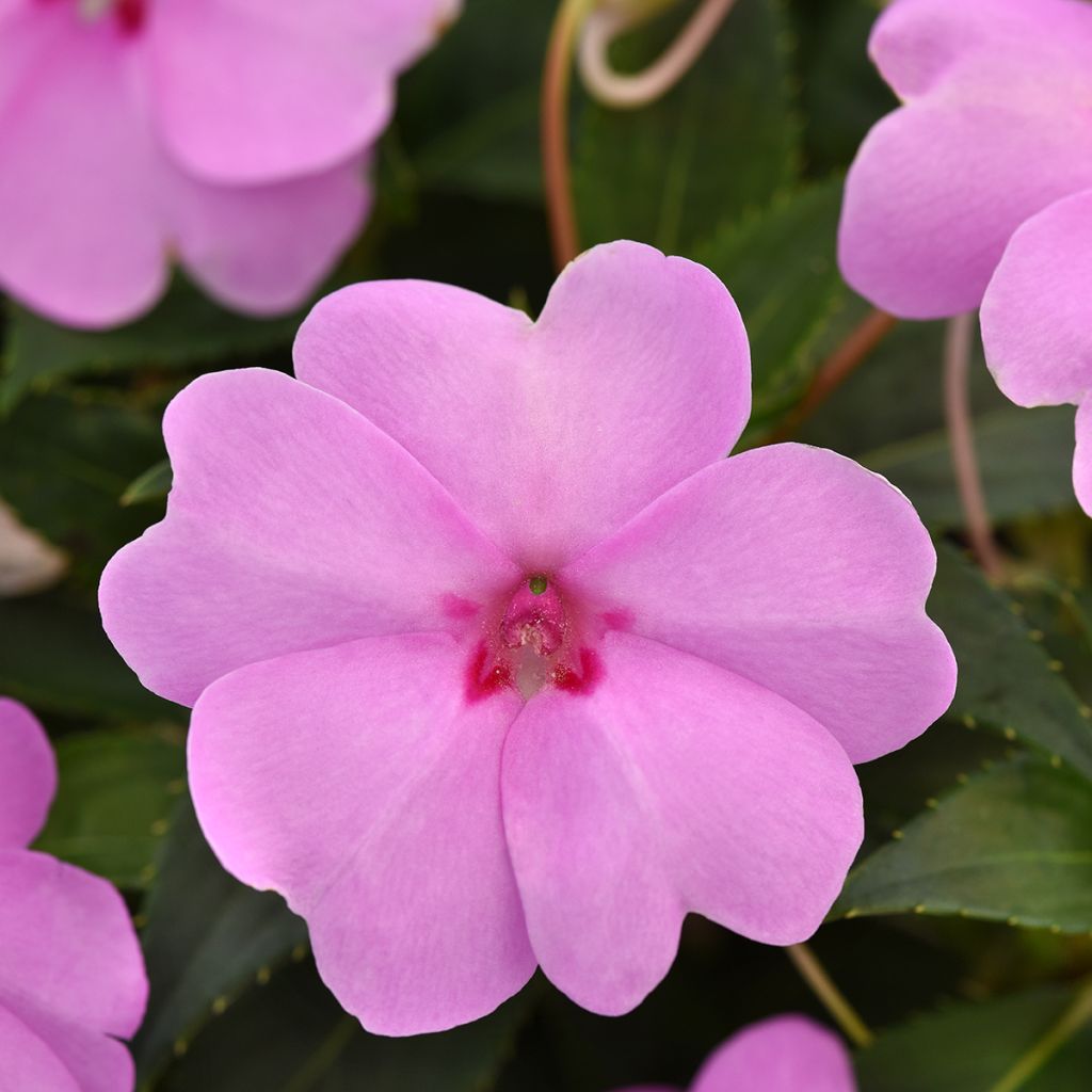 Fleißige Lieschen Solarscape XL Lilac Spark (Samen) - Impatiens