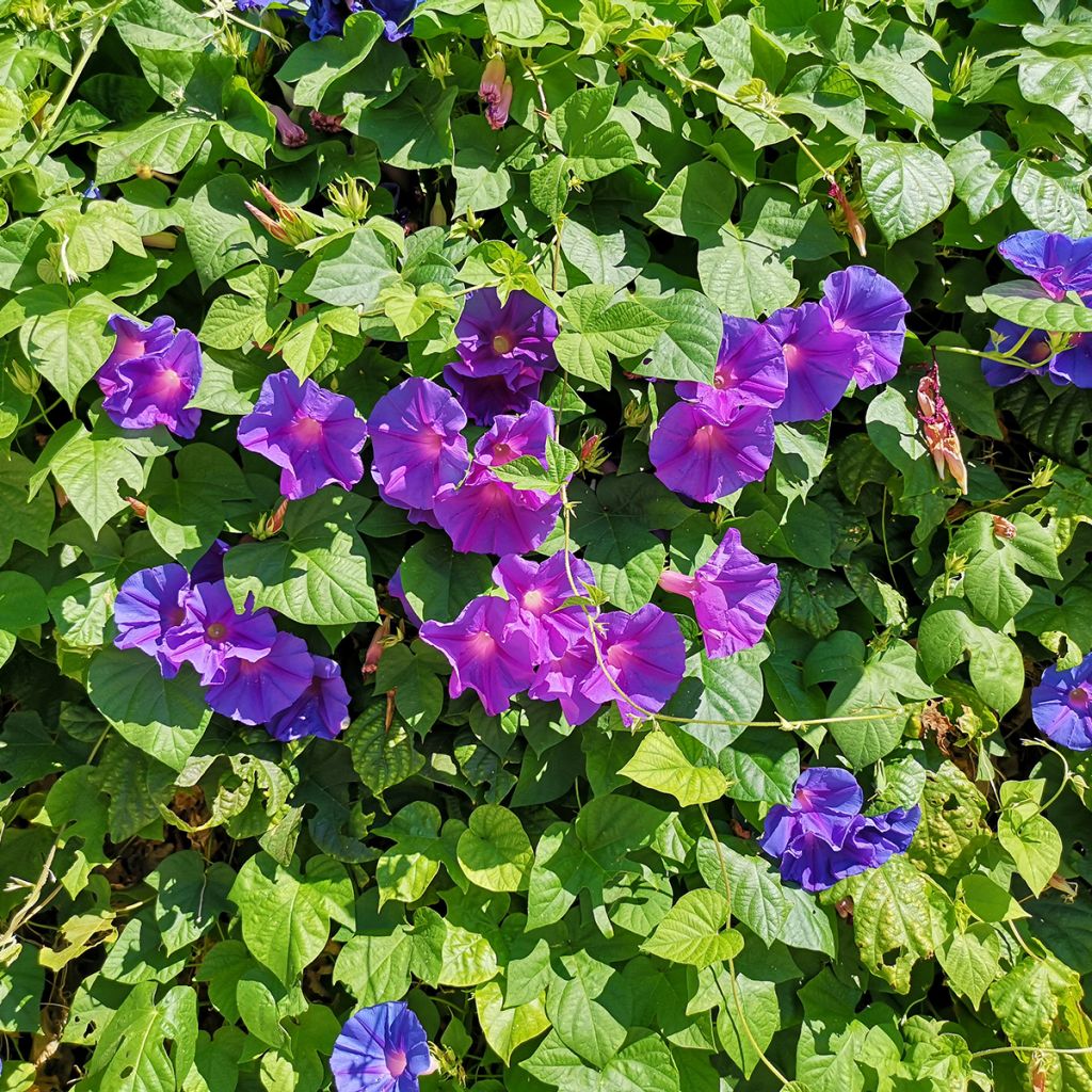 Ipomoea purpurea Grandpa Ott (Samen) - Prunkwinde
