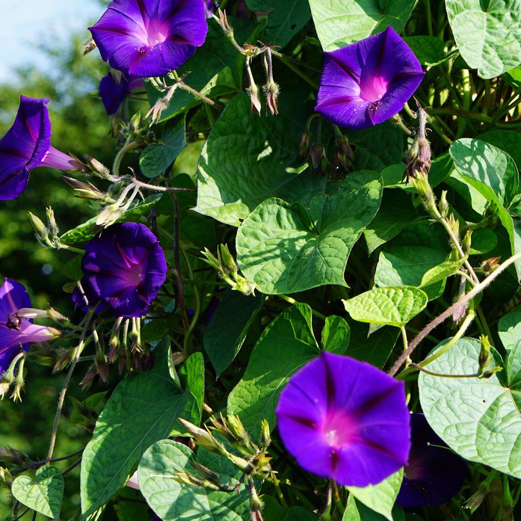 Ipomoea purpurea Grandpa Ott (Samen) - Prunkwinde