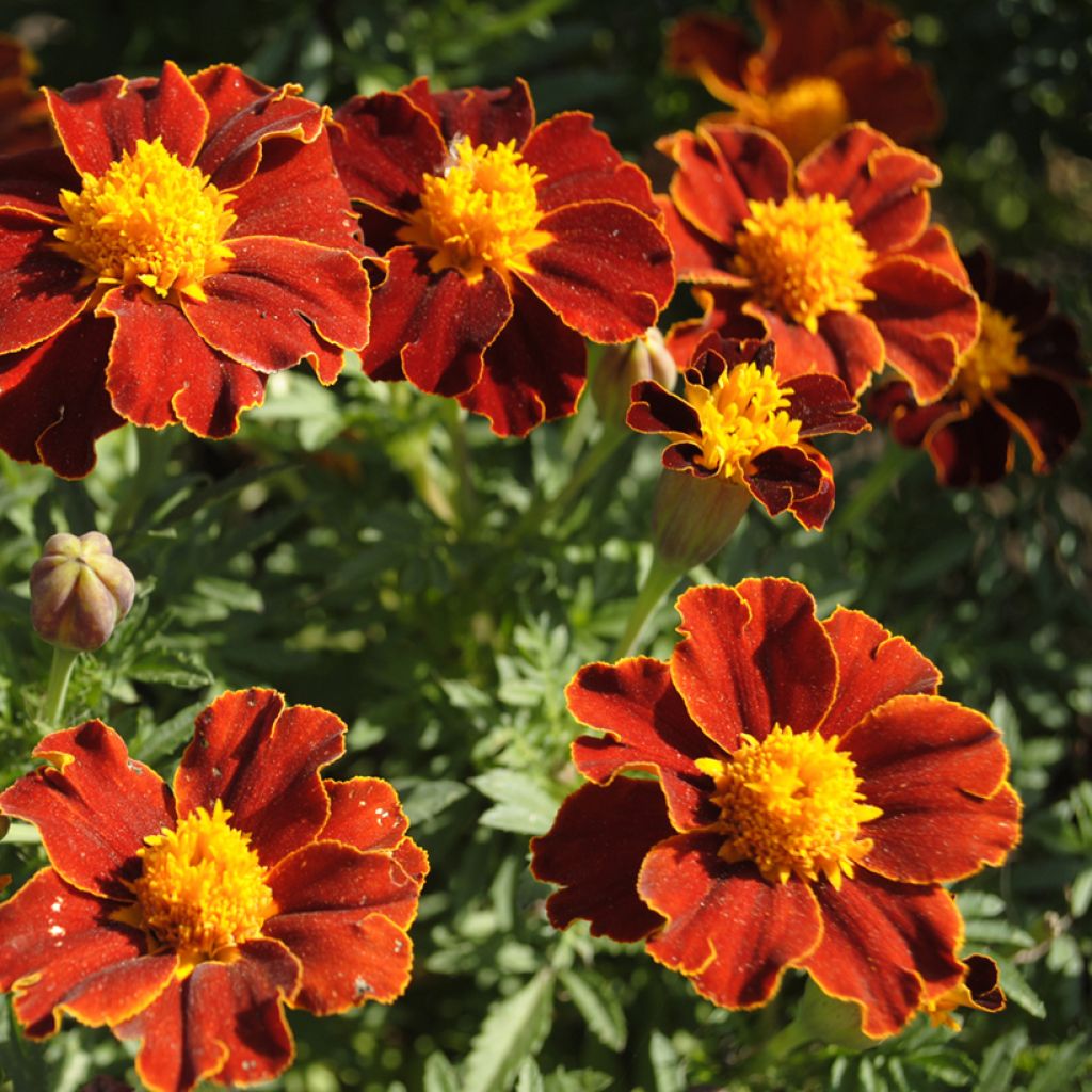 Niedrige Studentenblume Red Favourite (Samen) - Tagetes