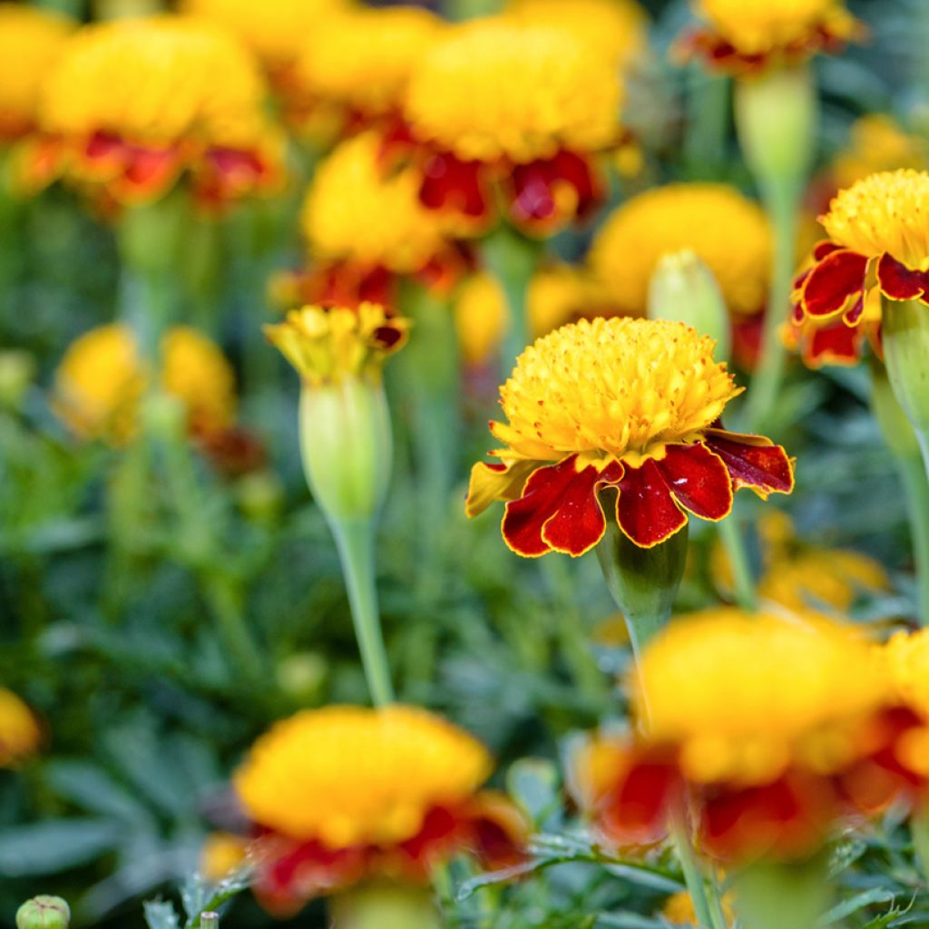 Aufrechte Studentenblume Tiger Eyes (Samen) - Tagetes