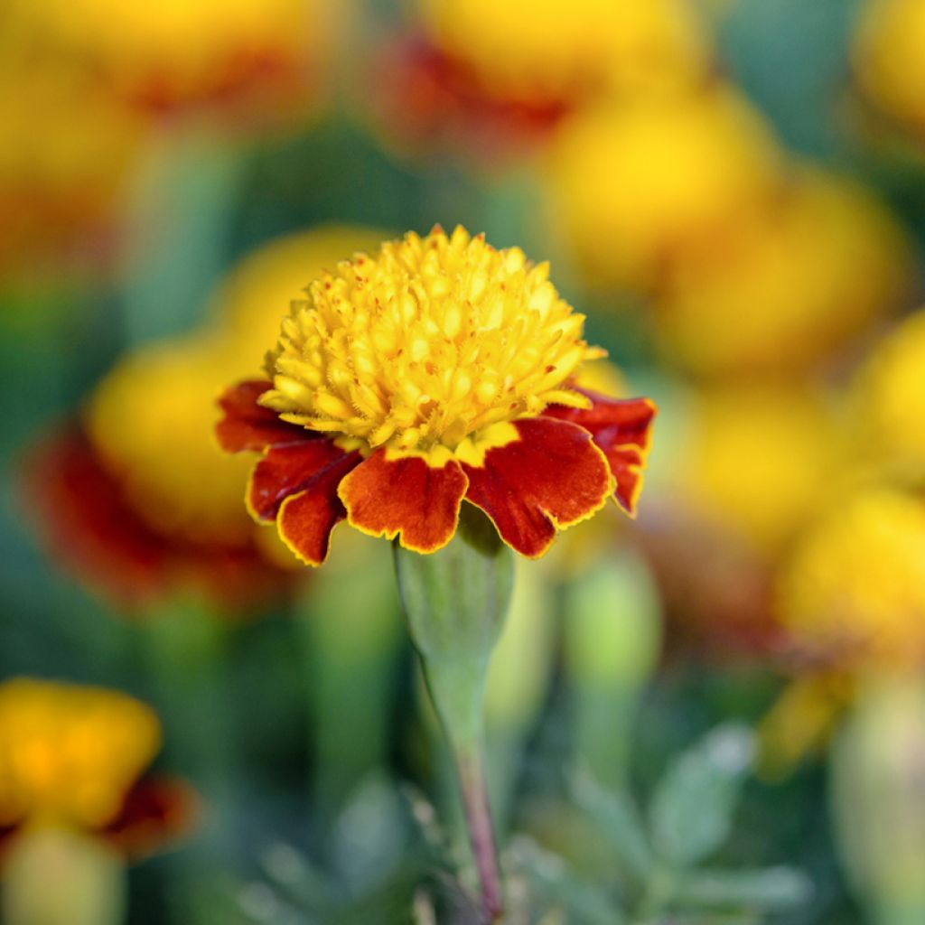 Aufrechte Studentenblume Tiger Eyes (Samen) - Tagetes