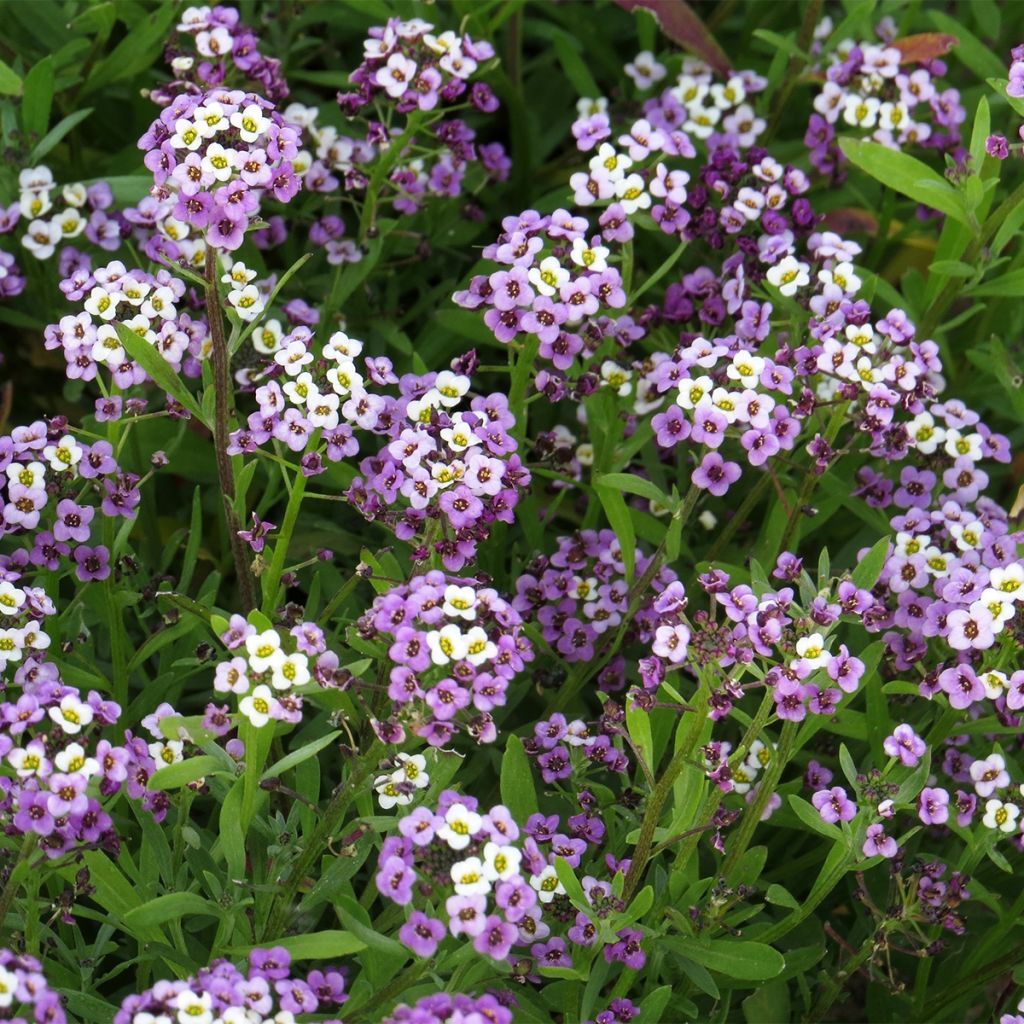 Strand-Silberkraut Royal Carpet (Samen) - Lobularia