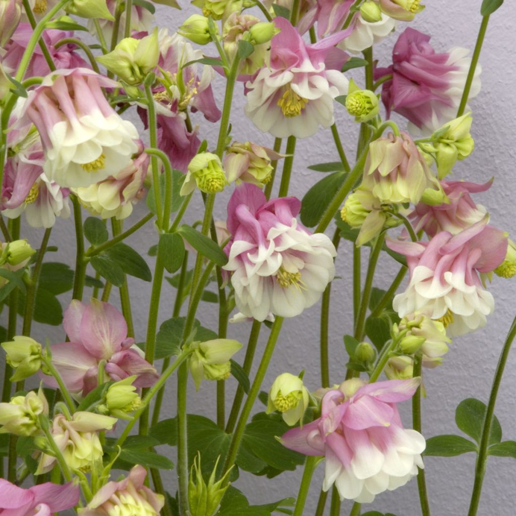 Aquilegia Pink Petticoat (Samen) - Garten-Akelei