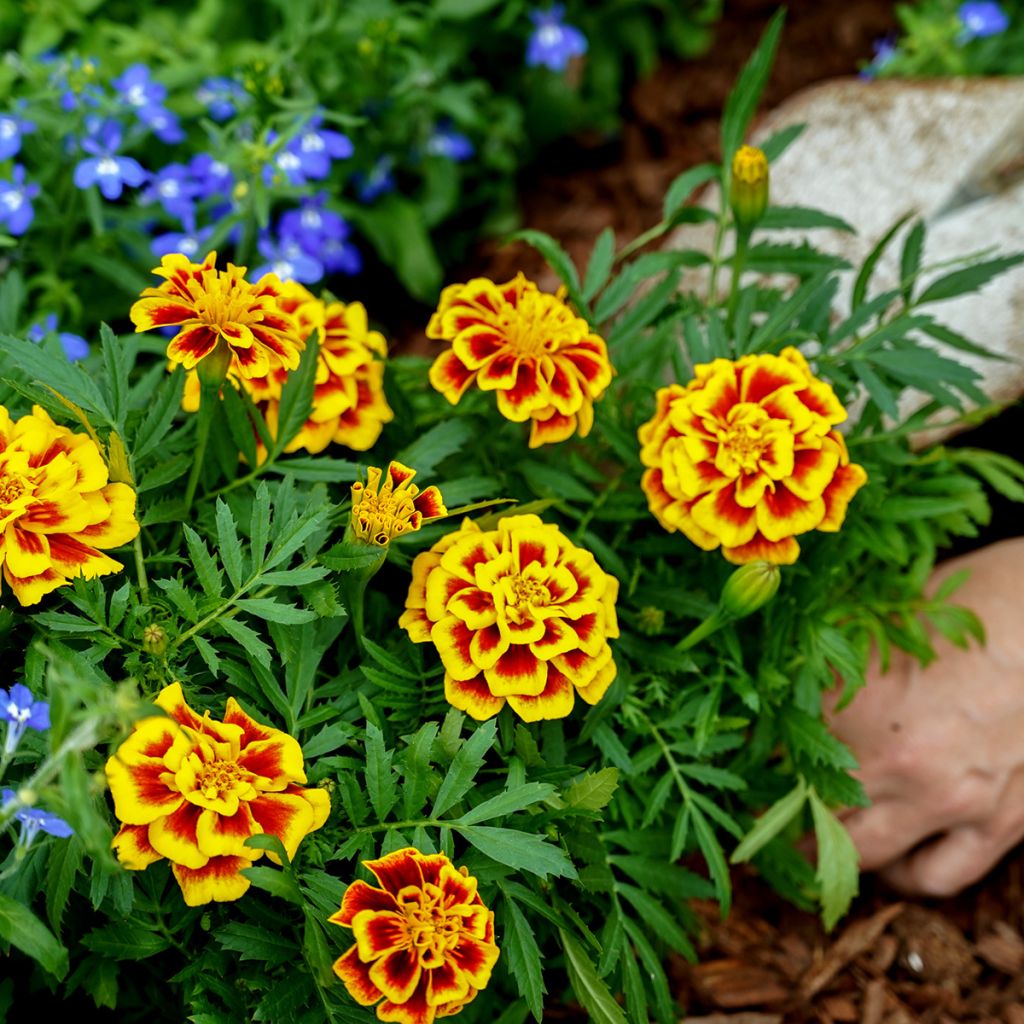 Niedrige Studenteblumen Mango Tango - Tagetes patula