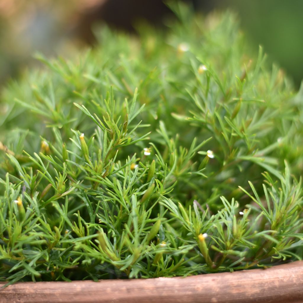 Studentenblume Dropshot