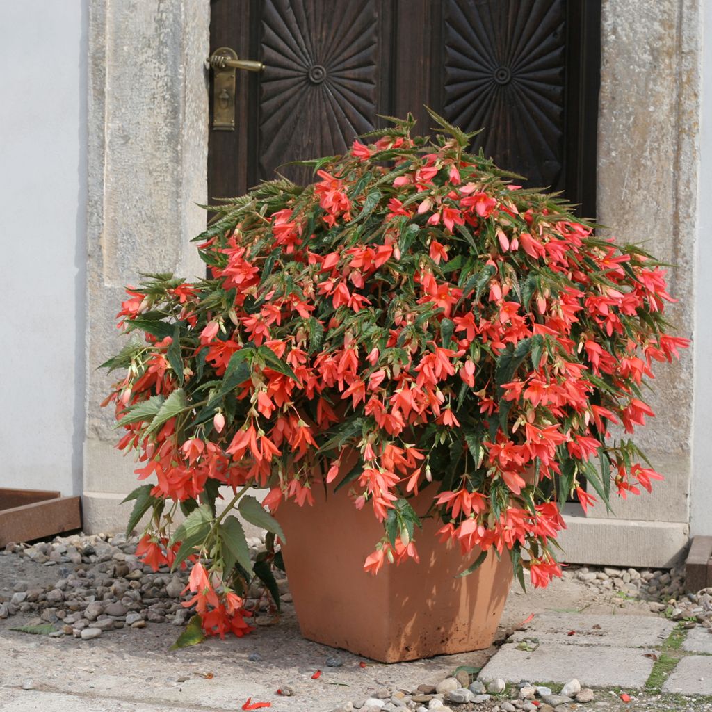 Begonie Copacabana F1 Salmon (Pillierte Samen) - Begonia boliviensis