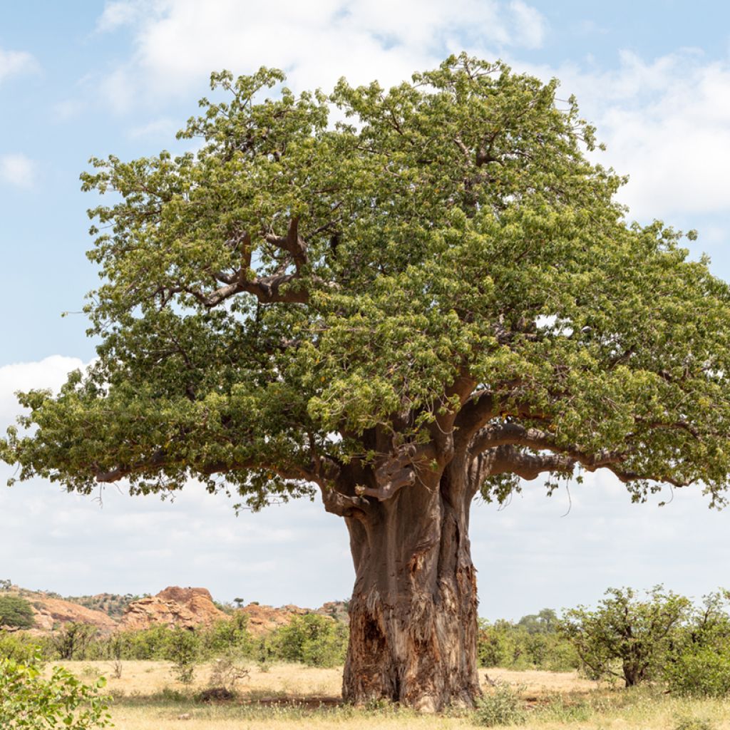 Affenbrotbaum (Samen) - Adansonia digitata