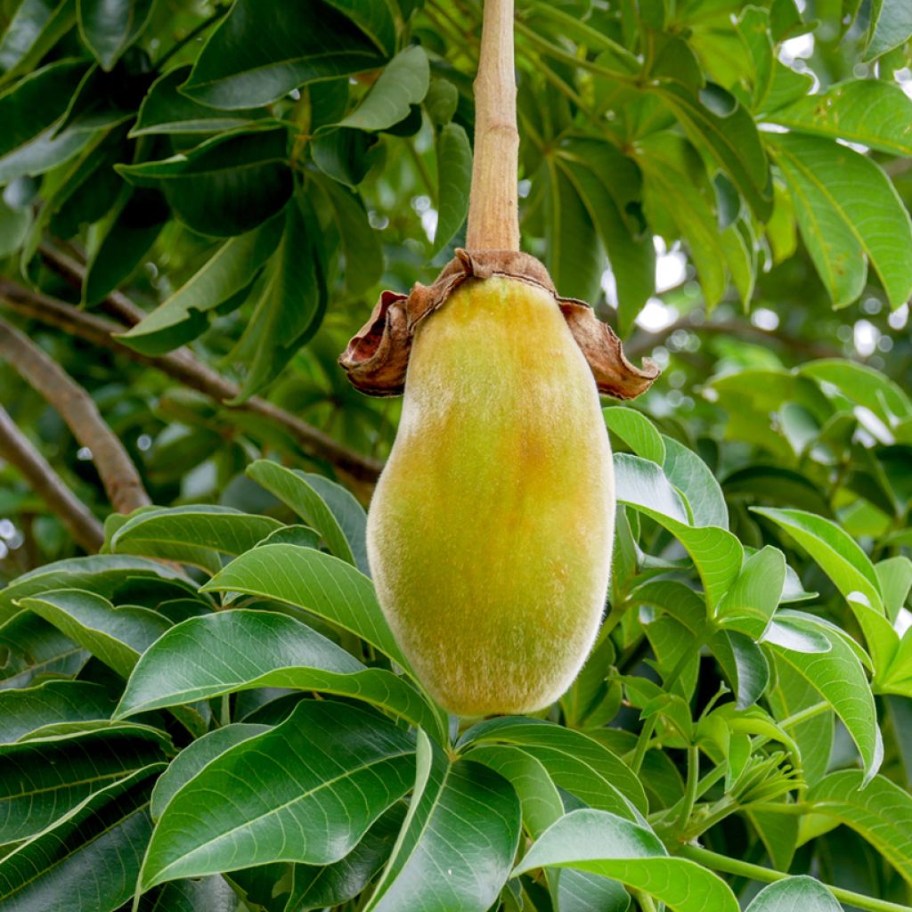 Affenbrotbaum (Samen) - Adansonia digitata
