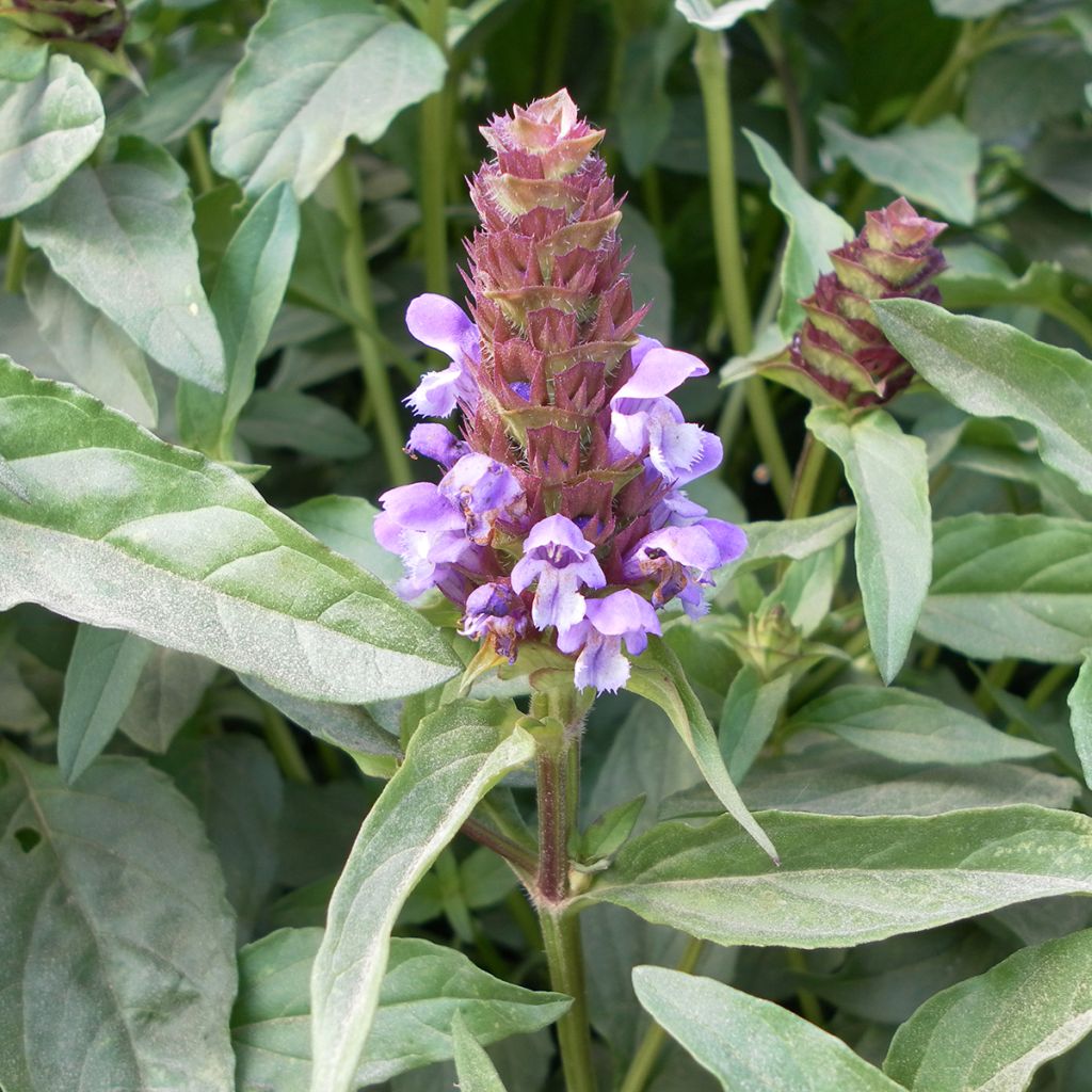 Kleine Braunelle (Samen) - Prunella vulgaris