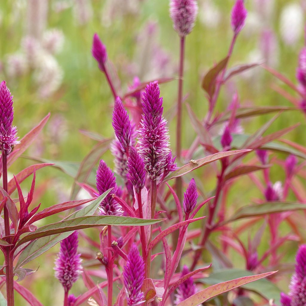 Celosia spicata Flamingo Purple (Samen) - Brandschopf
