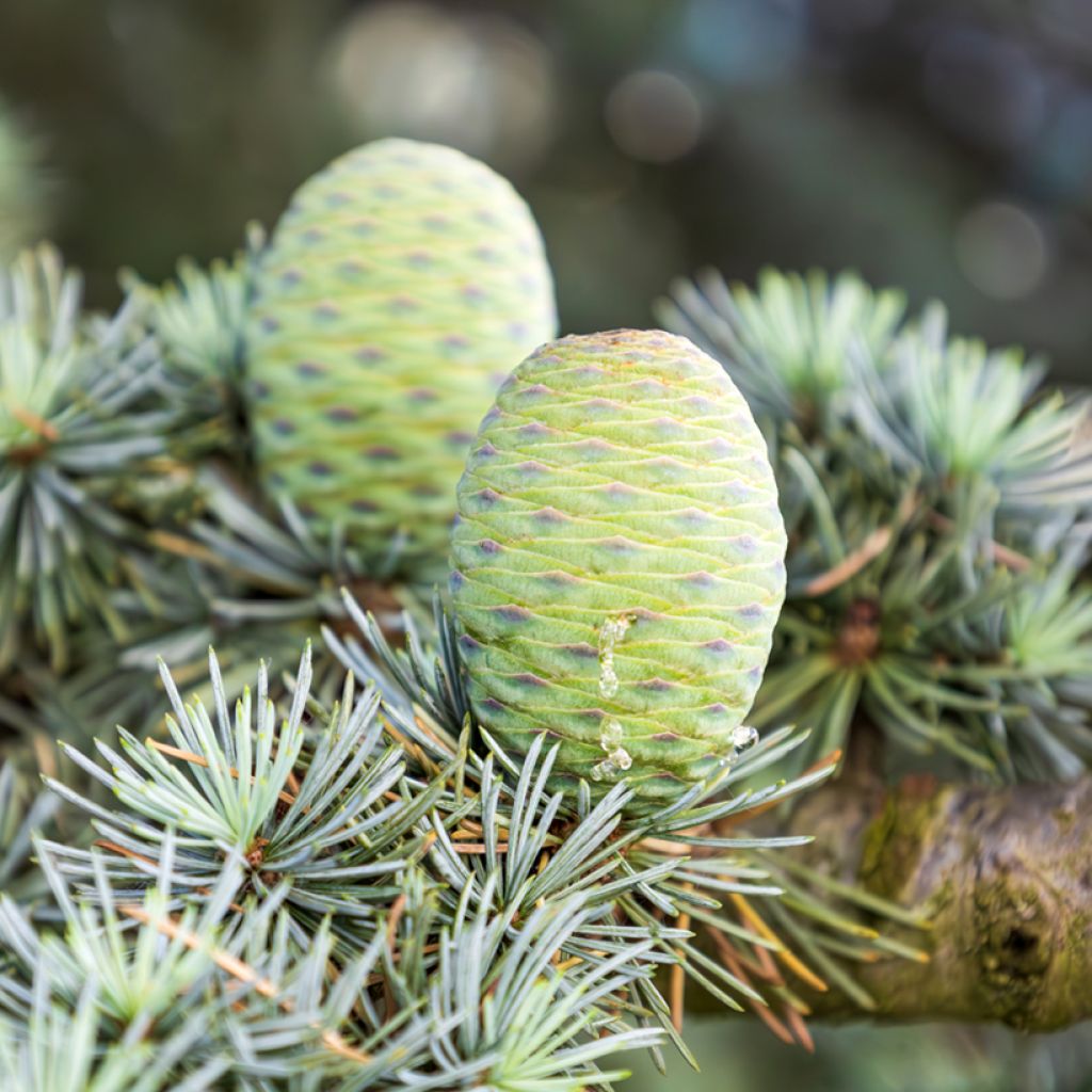 Cedrus atlantica (Samen) - Atlas-Zeder