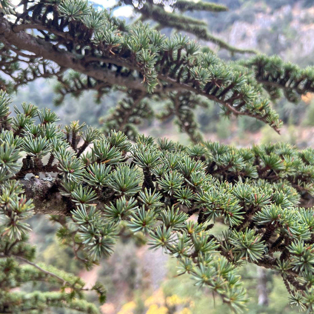 Cedrus atlantica (Samen) - Atlas-Zeder