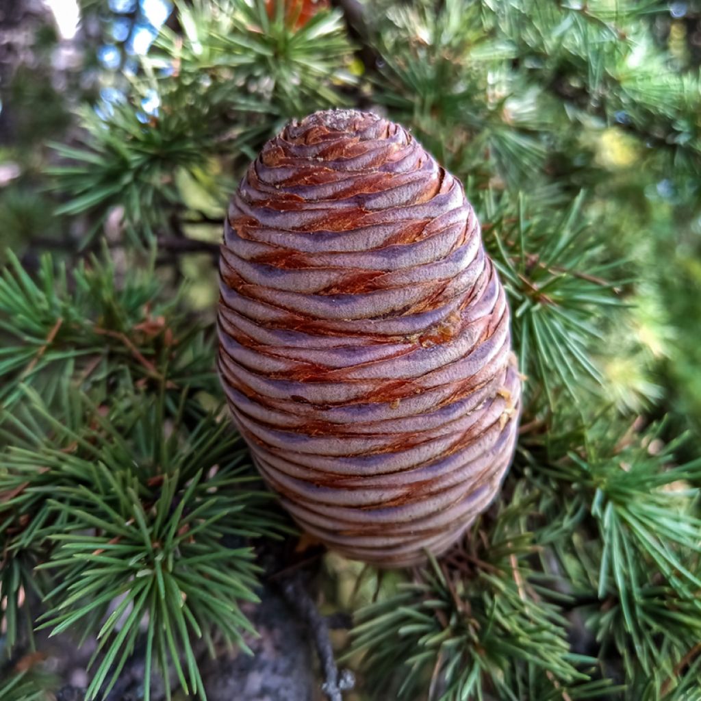 Cedrus atlantica (Samen) - Atlas-Zeder