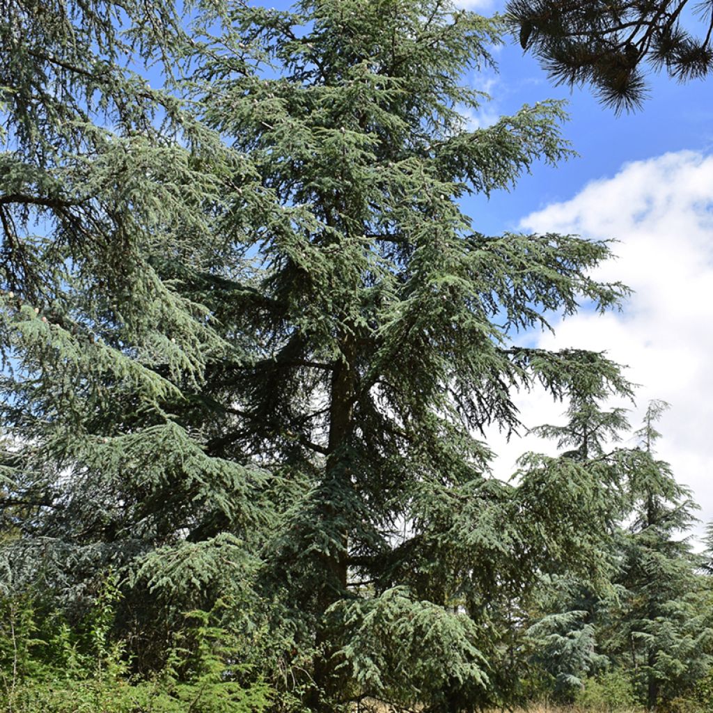 Cedrus atlantica (Samen) - Atlas-Zeder
