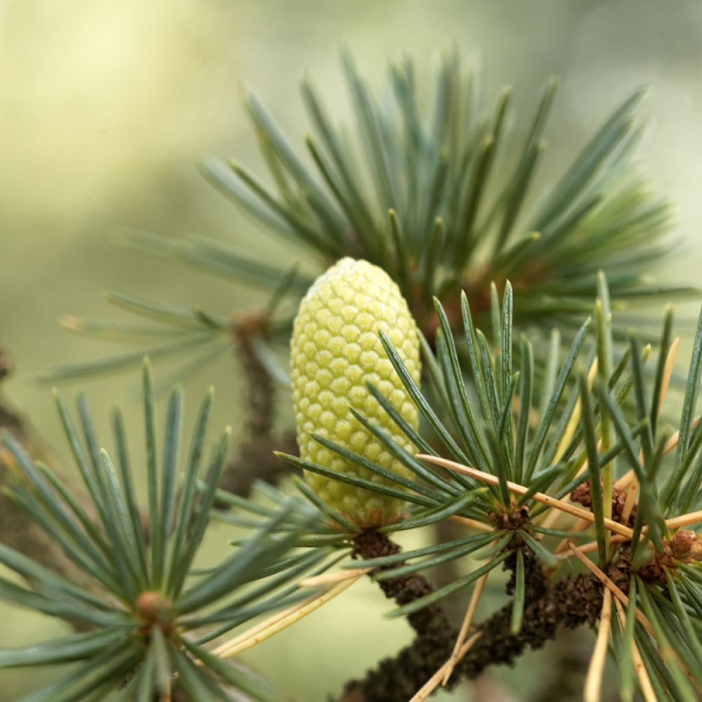 Cedrus libani (Samen) - Libanon-Zeder