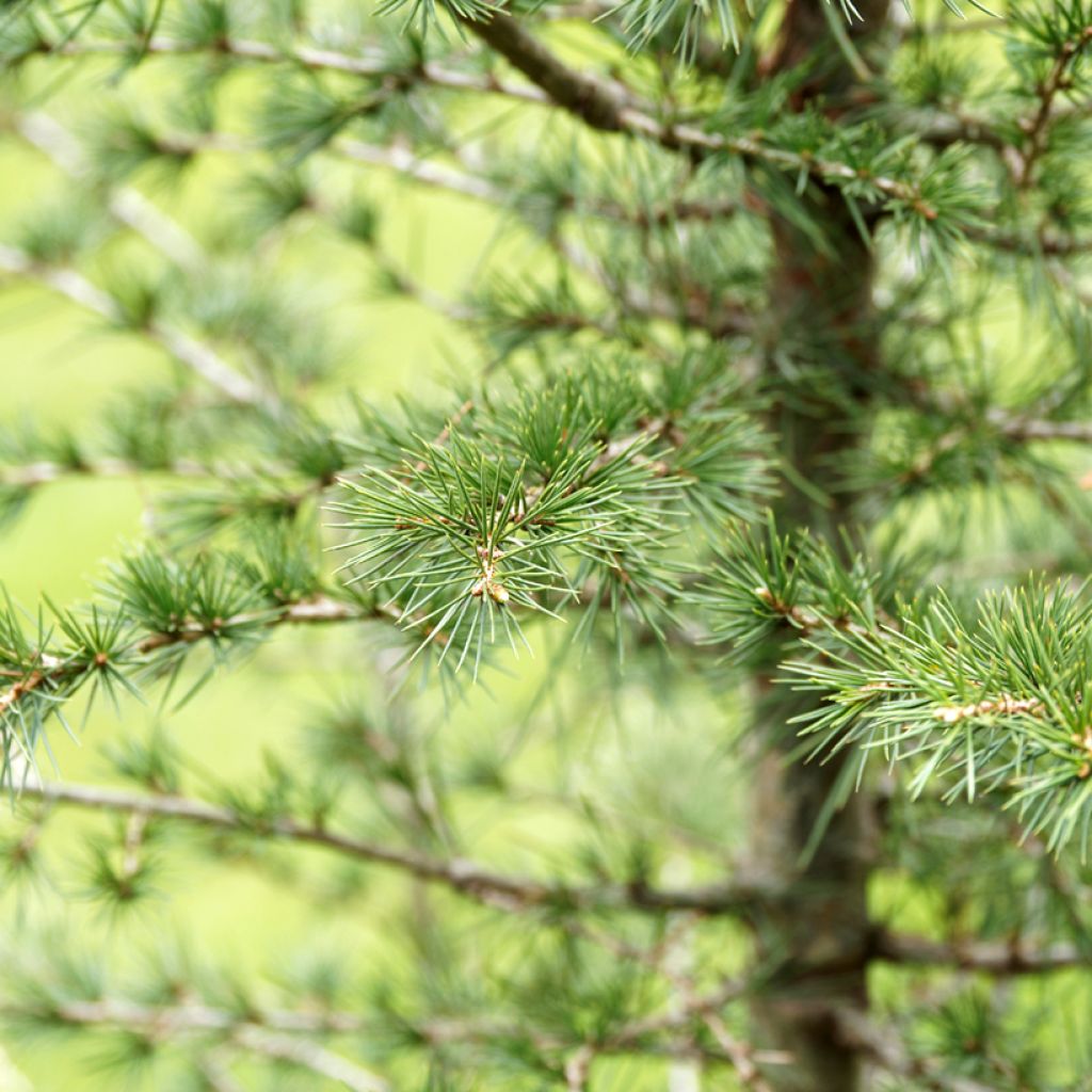 Cedrus libani (Samen) - Libanon-Zeder