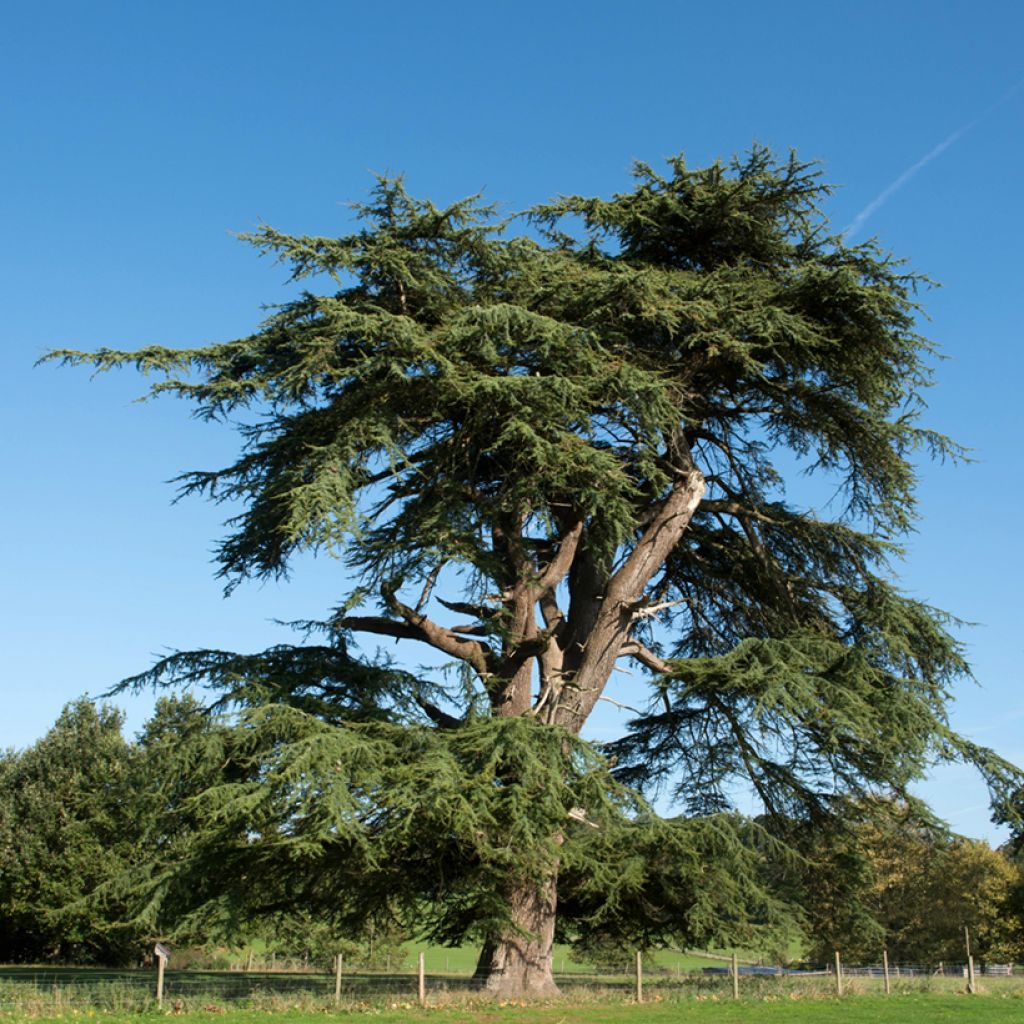 Cedrus libani (Samen) - Libanon-Zeder