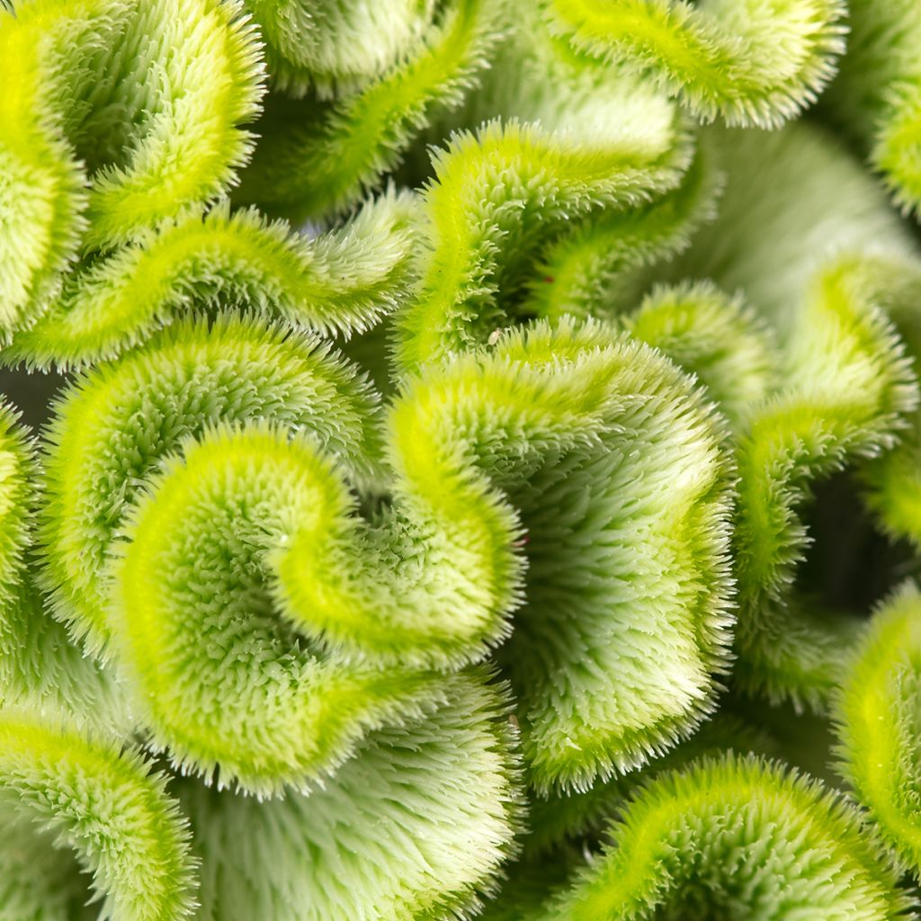 Celosia cristata Act Verda (Samen) - Hahnenkamm