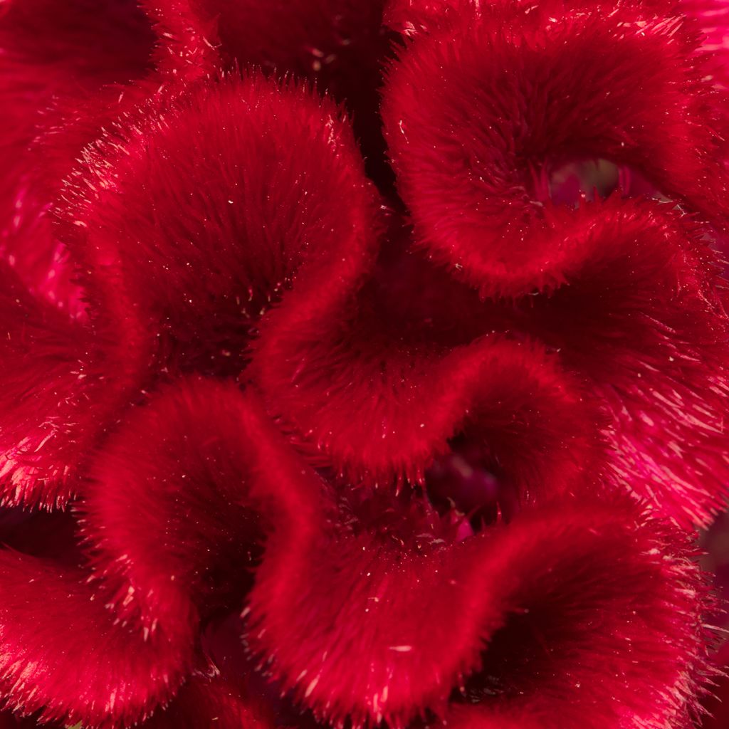 Celosia cristata Red Jack (Samen) - Hahnenkamm