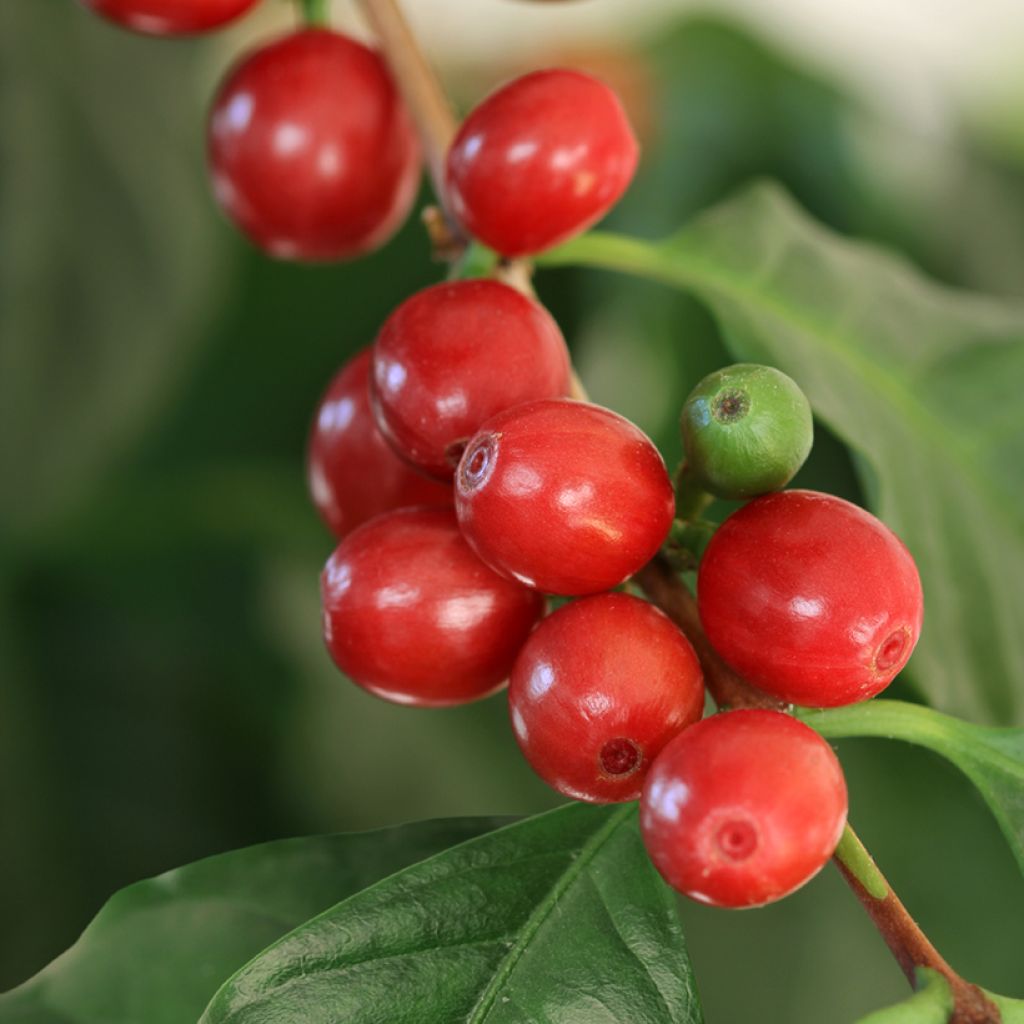 Arabica-Kaffee (Samen) - Coffea arabica