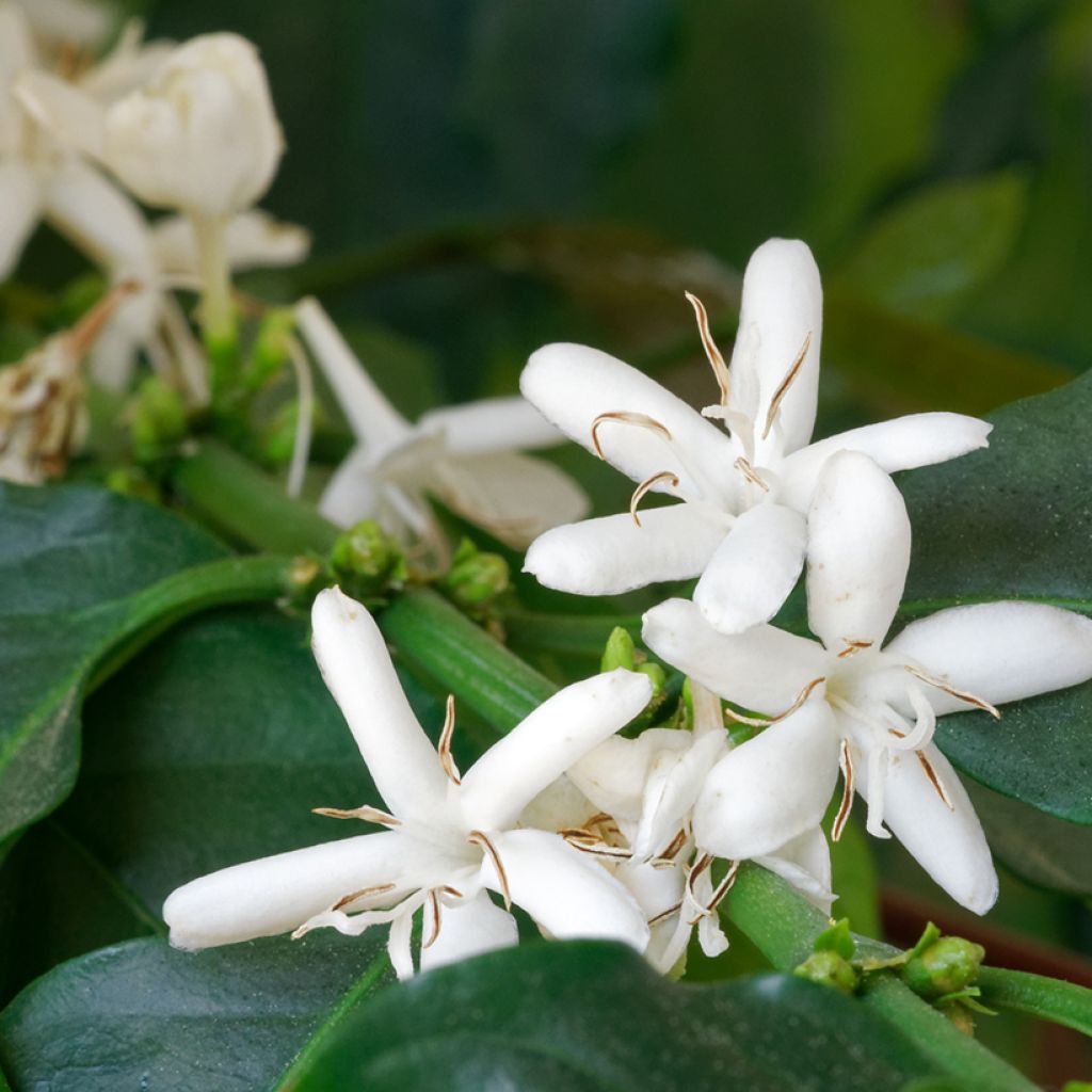 Arabica-Kaffee (Samen) - Coffea arabica