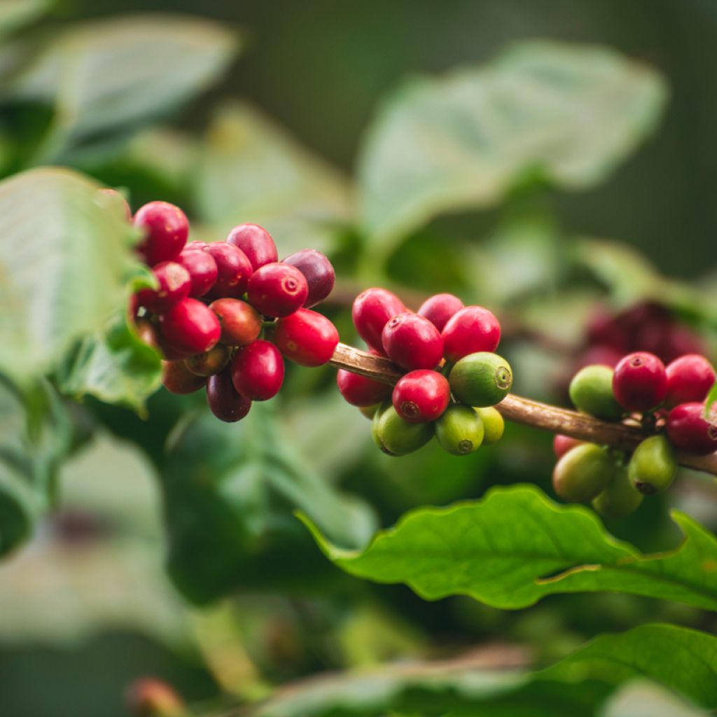 Arabica-Kaffee (Samen) - Coffea arabica