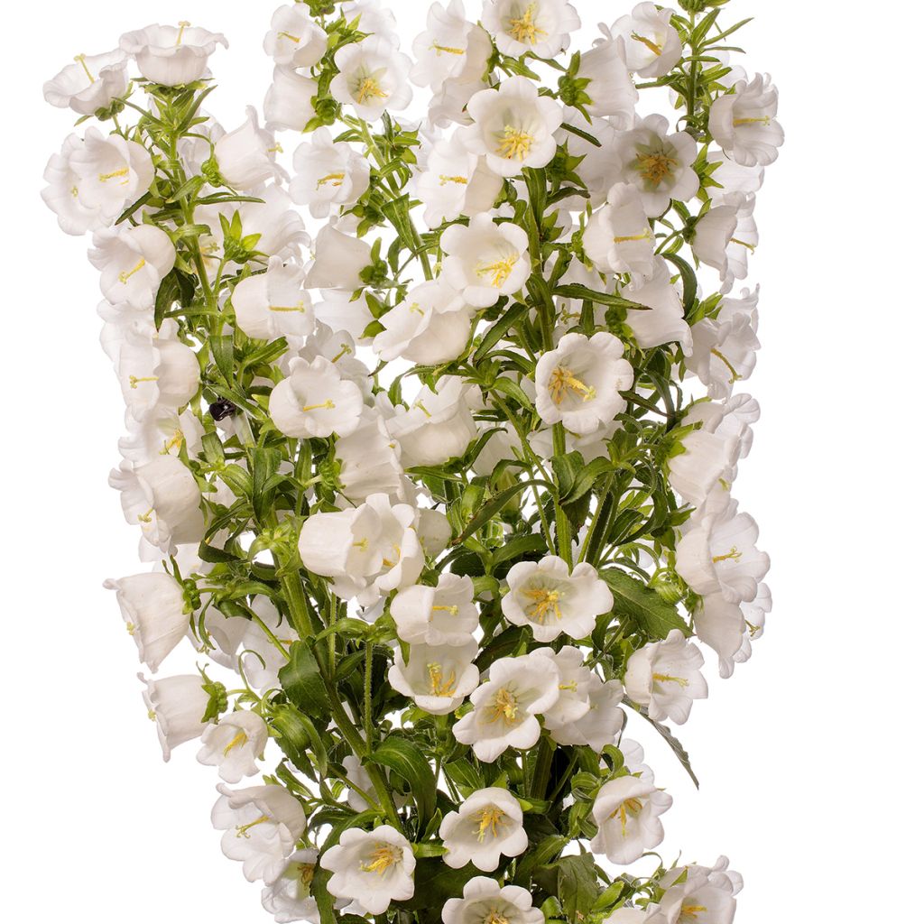 Graines de Campanule medium F1 Big Ben White Imp. (graines enrobées)