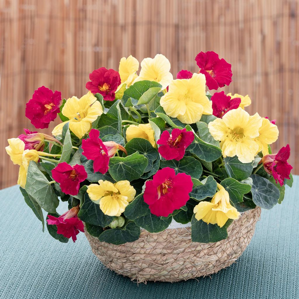 Zwerg Kapuzinerkresse Baby Lemon Raspberry (Samen) - Tropaeolum