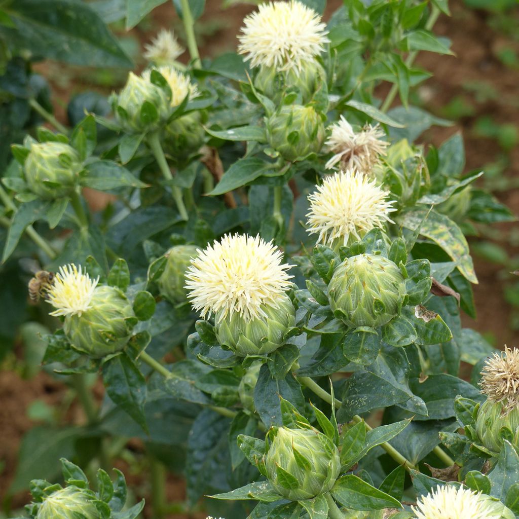Carthamus tinctorius White Grenade (Samen) - Färberdistel