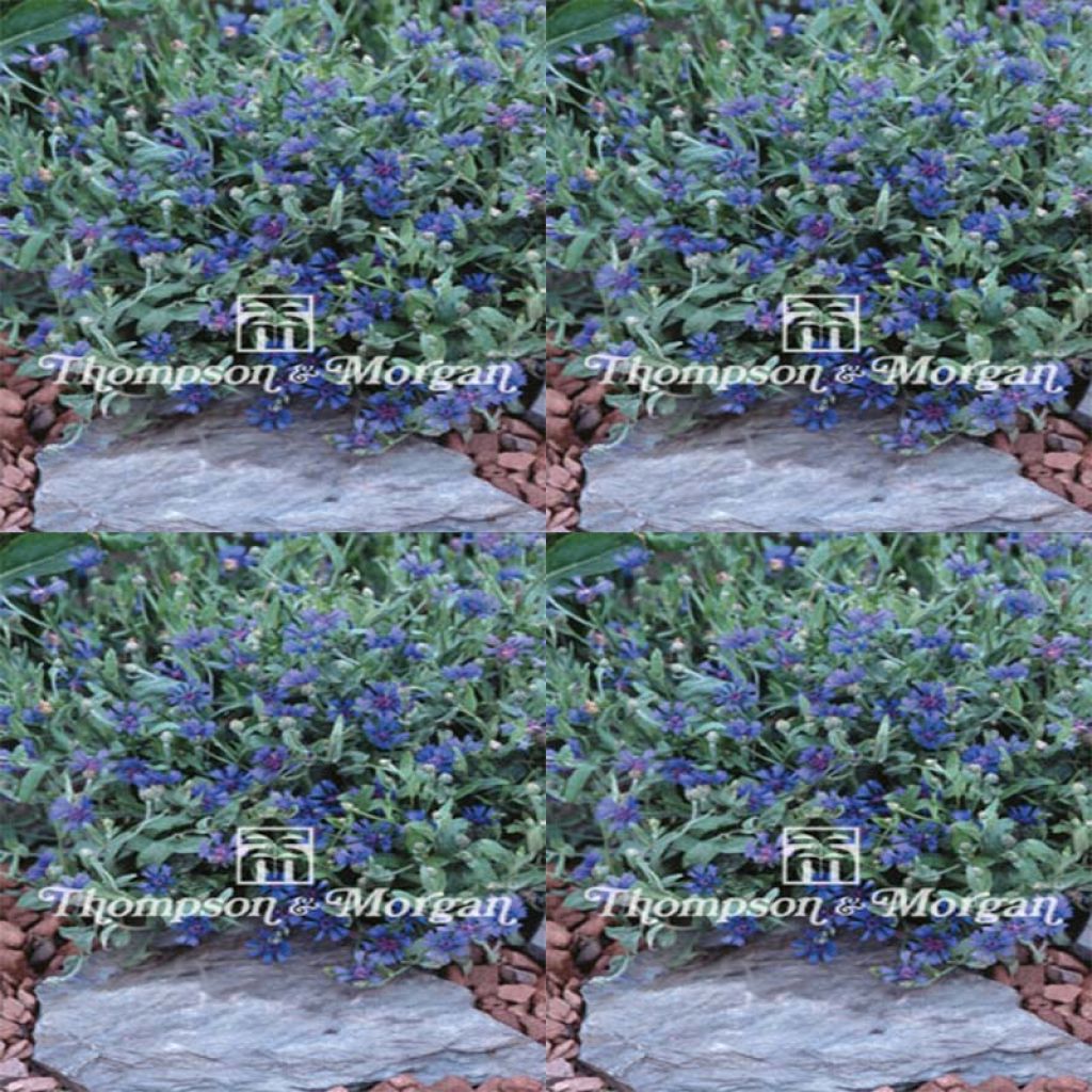Kornblume Trailing Blue Carpet (Samen) - Centaurea cyanoides