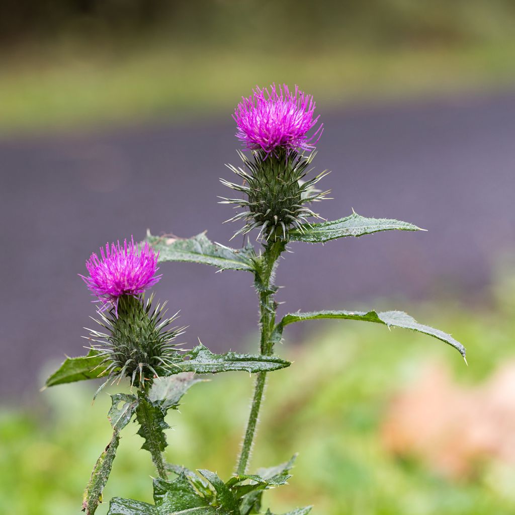 Silybum marianum (Samen) - Mariendistel