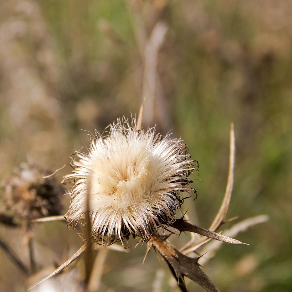 Silybum marianum (Samen) - Mariendistel