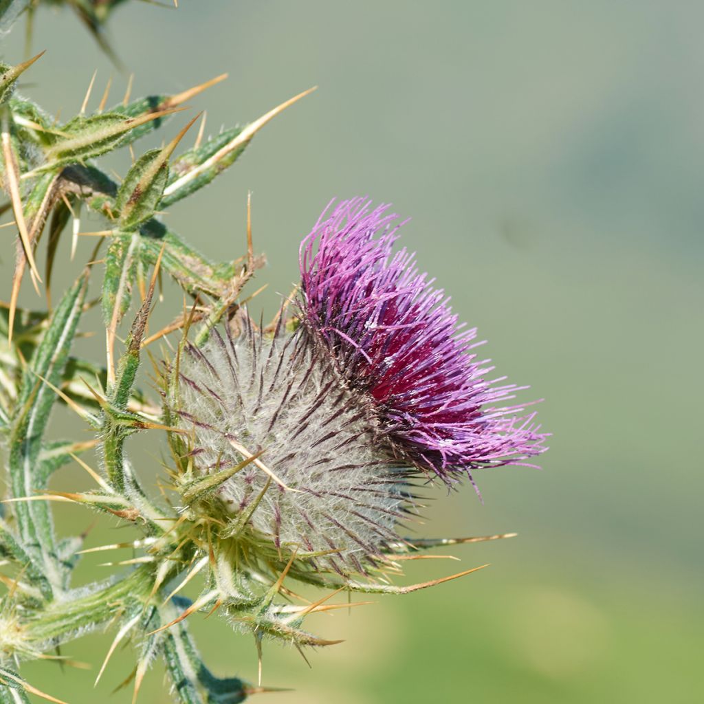 Silybum marianum (Samen) - Mariendistel