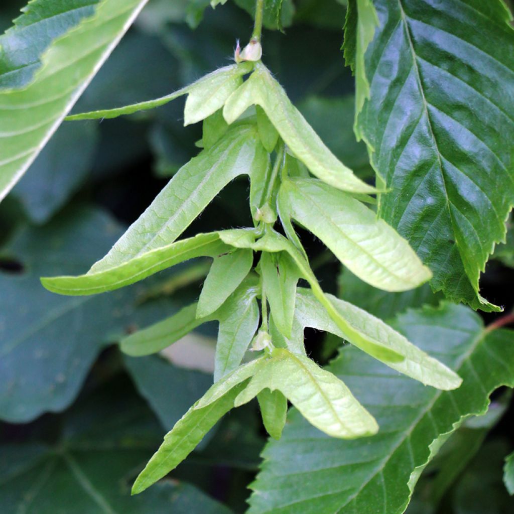 Hainbuche (Samen) - Carpinus betulus