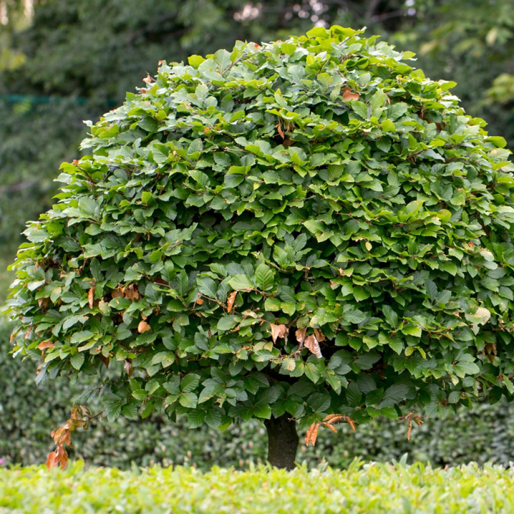 Hainbuche (Samen) - Carpinus betulus