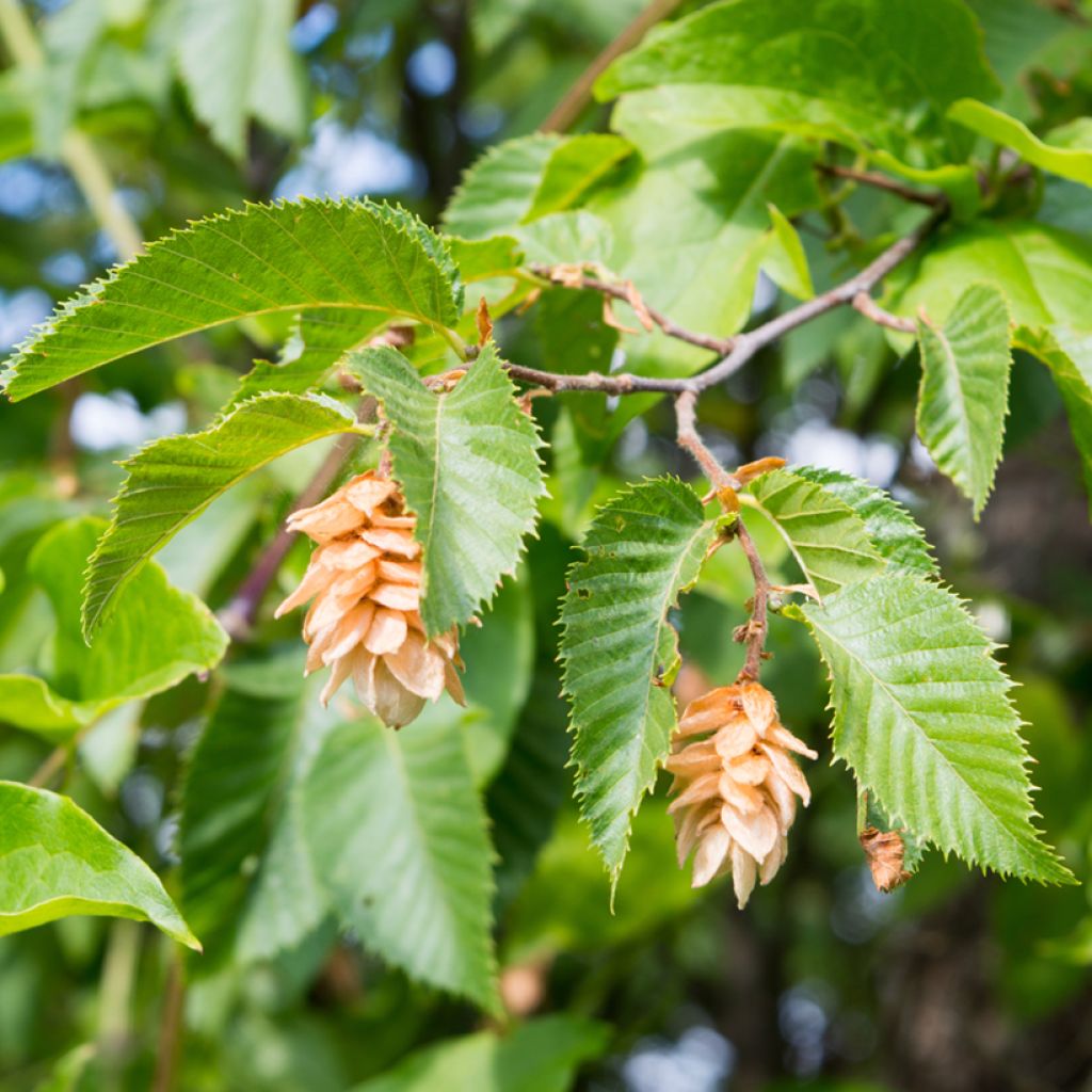 Hainbuche (Samen) - Carpinus betulus