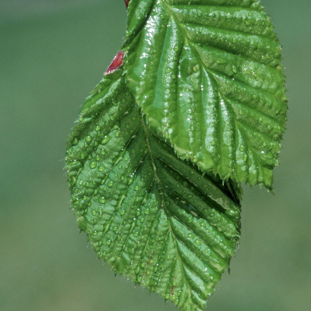 Hainbuche (Samen) - Carpinus betulus