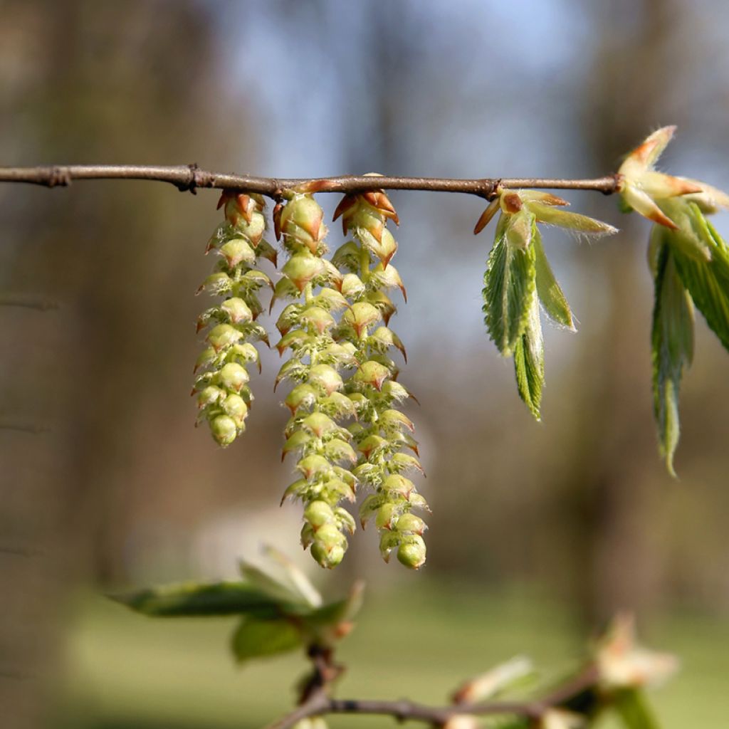 Hainbuche (Samen) - Carpinus betulus