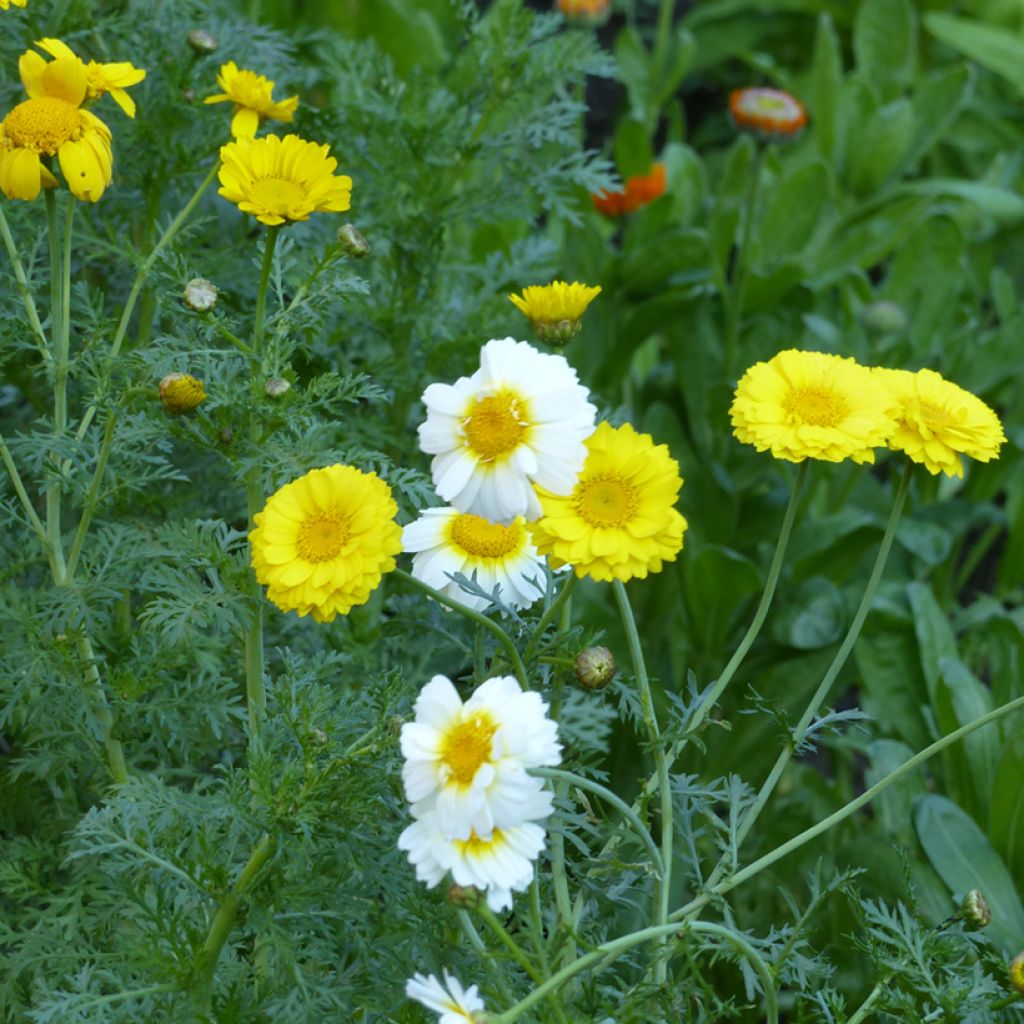 Essbare chrysanthemen Double Mix (Samen) - Chrysanthemum coronarium