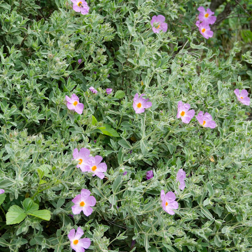 Weißliche Zistrose (Samen) - Cistus albidus