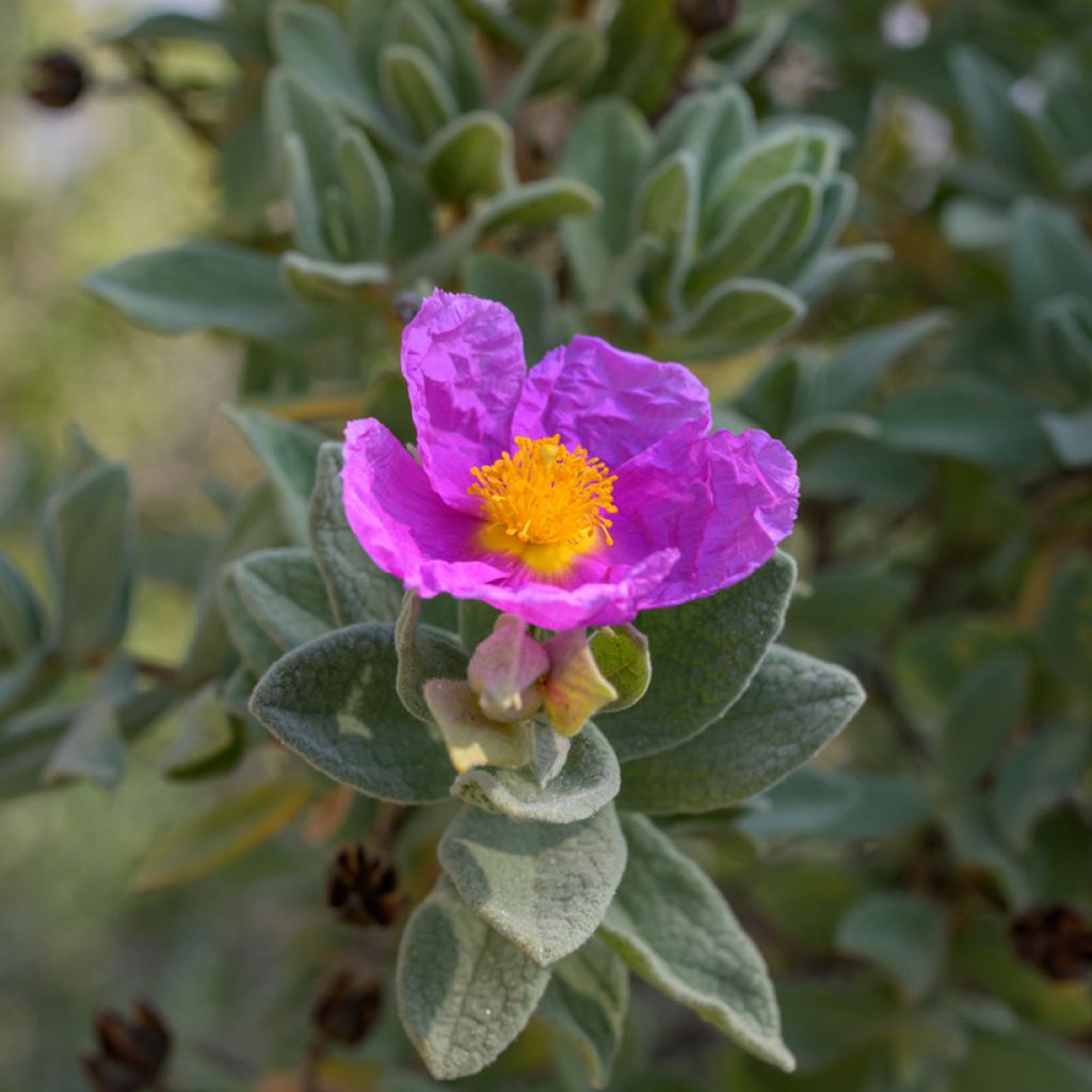 Weißliche Zistrose (Samen) - Cistus albidus