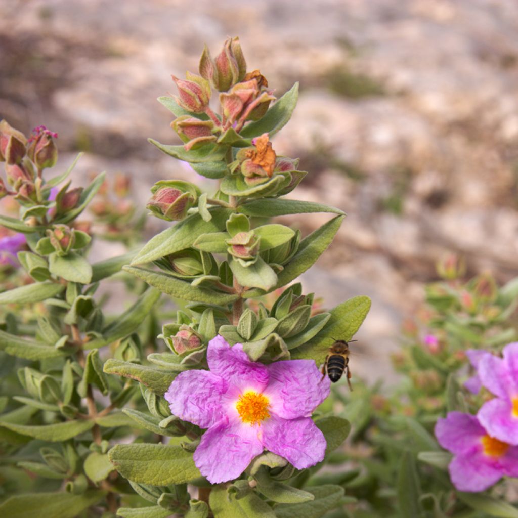 Weißliche Zistrose (Samen) - Cistus albidus
