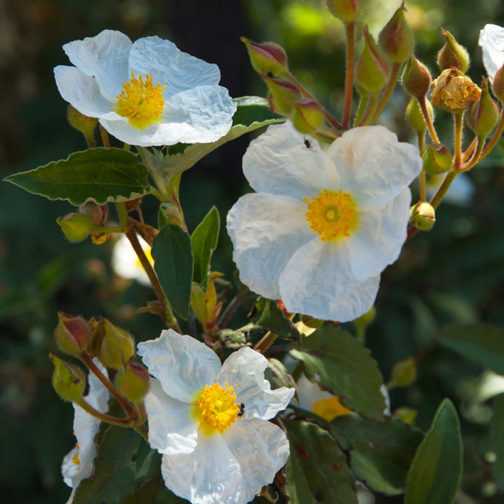Lorbeerblättrige Zistrose (Samen) - Cistus laurifolius