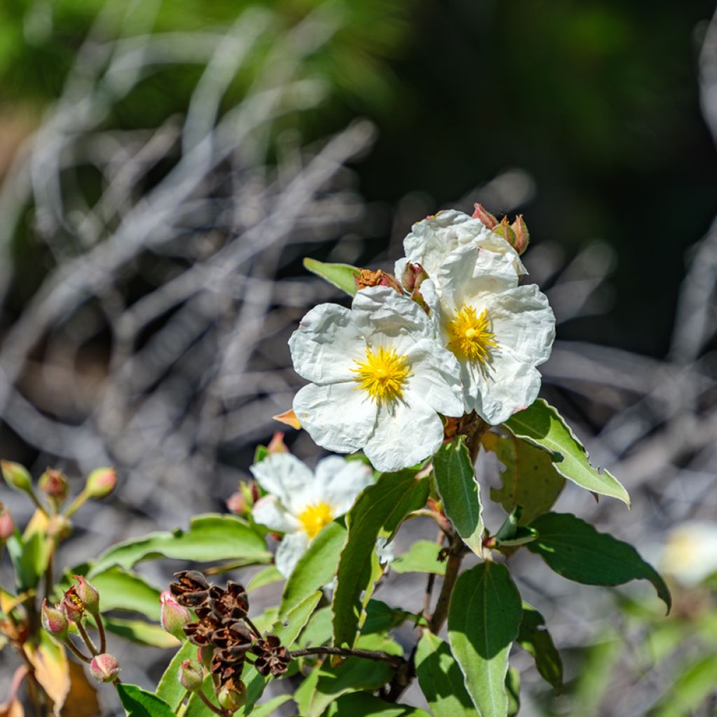 Lorbeerblättrige Zistrose (Samen) - Cistus laurifolius