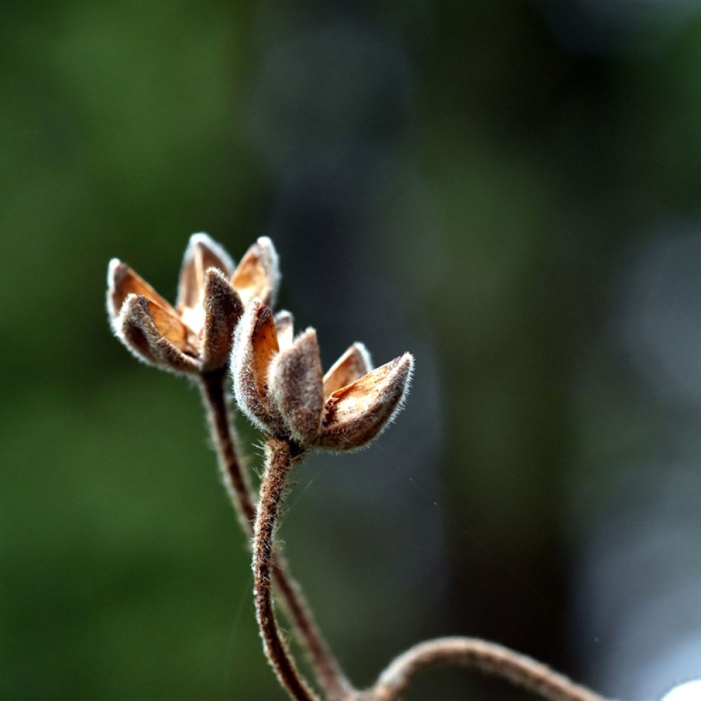 Lorbeerblättrige Zistrose (Samen) - Cistus laurifolius