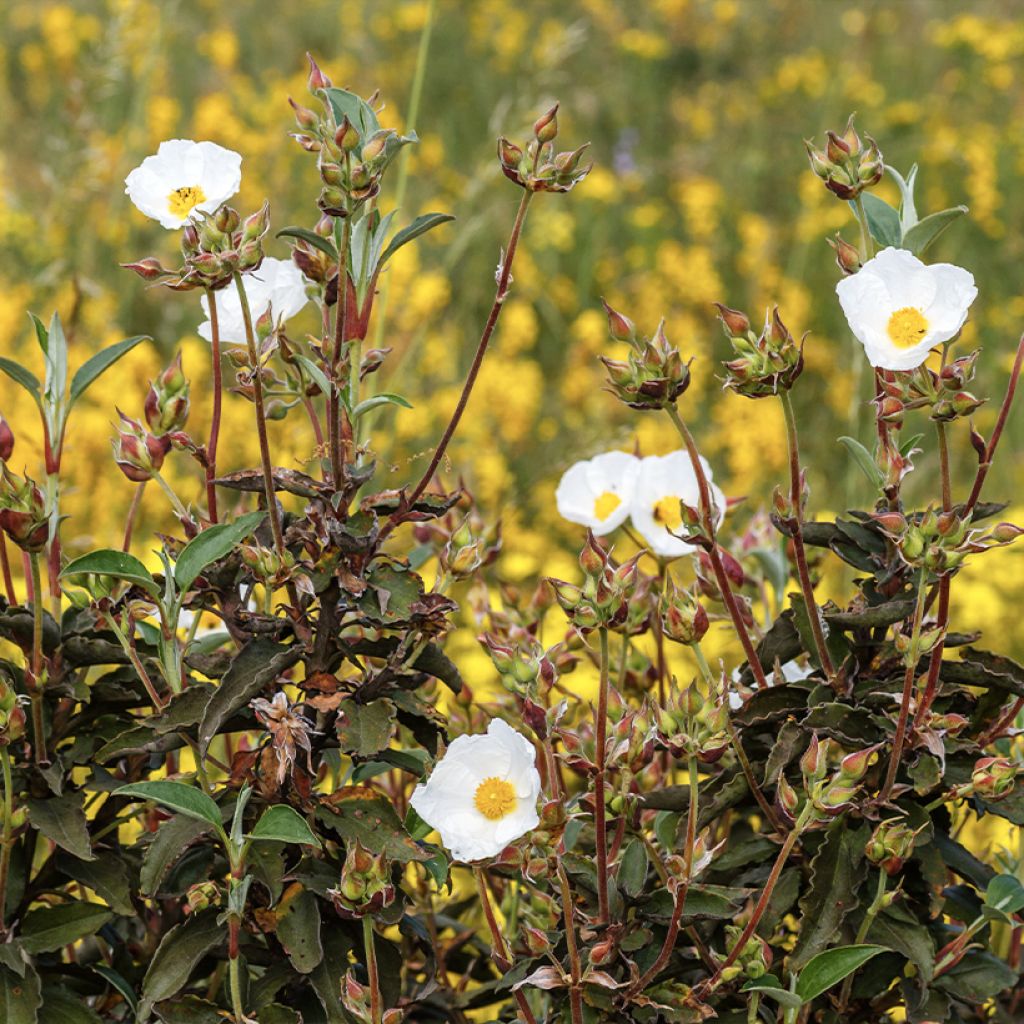 Lorbeerblättrige Zistrose (Samen) - Cistus laurifolius