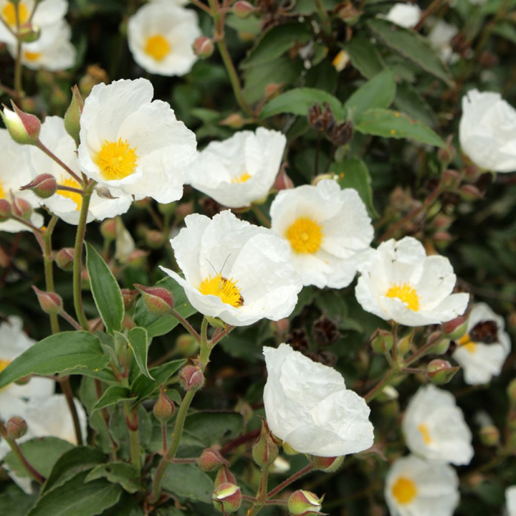 Lorbeerblättrige Zistrose (Samen) - Cistus laurifolius